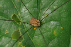 Leiobunum blackwalli