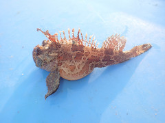 Hemitripterus americanus