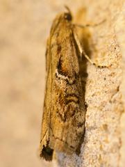 Philocrotona kendalli