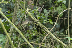 Phyllastrephus fulviventris