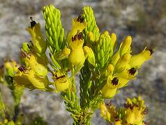 Erica parilis parilis