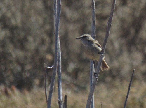 Yellow-bellied Eremomela (Eremomela icteropygialis), photo 7