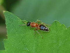 Myrmosa atra