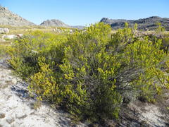 Erica parilis parilis