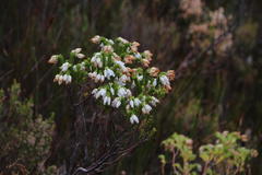 Erica physodes
