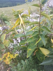 Vincetoxicum hirundinaria