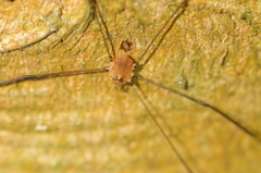 Leiobunum blackwalli