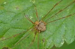 Dicranopalpus ramosus