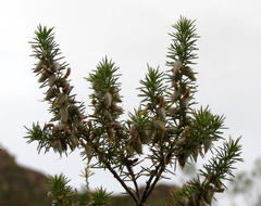 Aspalathus hirta hirta