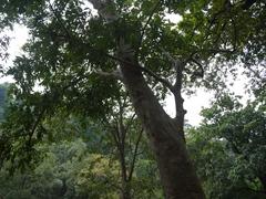 Terminalia arjuna