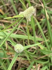 Cyperus sesquiflorus sesquiflorus