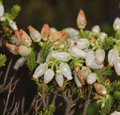 Erica physodes