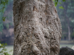 Terminalia arjuna