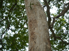 Terminalia arjuna