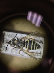 Triepeolus helianthi