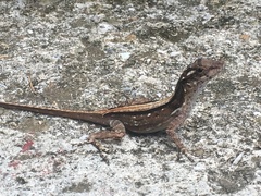 Anolis cristatellus wileyae
