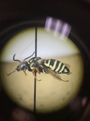 Triepeolus helianthi