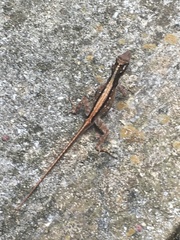 Anolis cristatellus wileyae