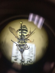 Triepeolus helianthi