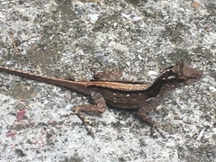Anolis cristatellus wileyae