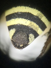 Triepeolus helianthi