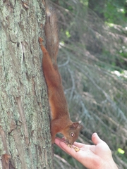 Sciurus vulgaris