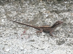 Anolis cristatellus wileyae