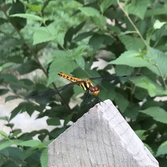 Sympetrum speciosum
