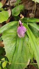 Roscoea schneideriana