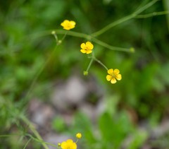 Ranunculus propinquus