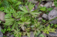Ranunculus propinquus