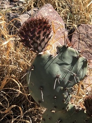 Opuntia macrocentra
