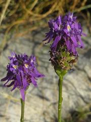 Pseudoselago similis