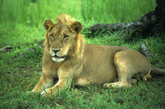 Panthera leo