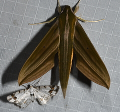 Xylophanes indistincta