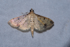 Herpetogramma cynaralis