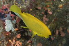 Apolemichthys trimaculatus