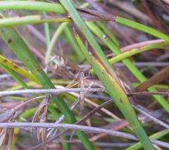 Platycaulos cascadensis