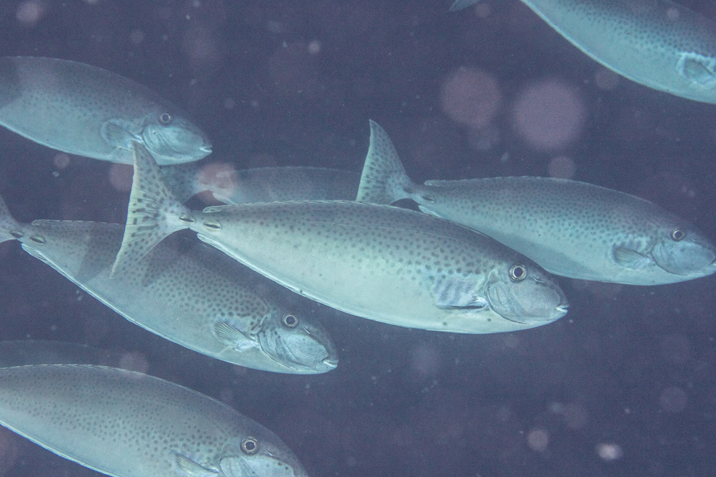 Elongate Unicornfish