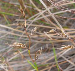 Platycaulos cascadensis