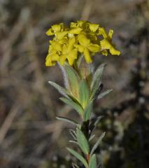 Lasiosiphon burchellii
