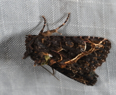 Heterochroma singularis