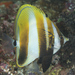 Highfin Coralfish - Photo (c) Mark Rosenstein, some rights reserved (CC BY-NC), uploaded by Mark Rosenstein