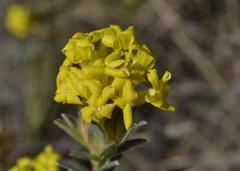 Lasiosiphon burchellii