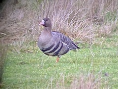 Anser albifrons albifrons