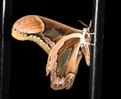 Rothschildia hopfferi