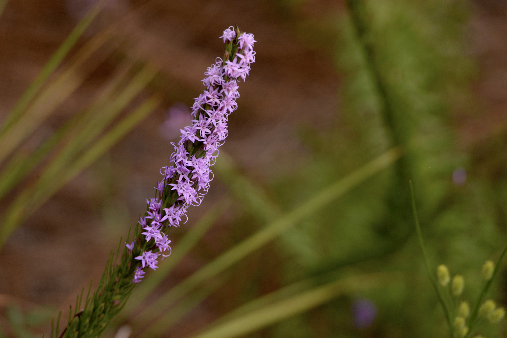 Liatris chapmanii