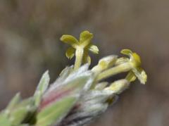 Lasiosiphon burchellii