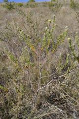 Lasiosiphon burchellii