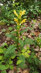 Pedicularis rex